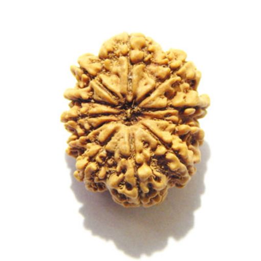 11 Mukhi Nepali Rudraksha