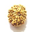 11 Mukhi Nepali Rudraksha