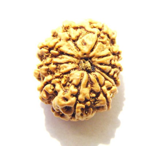 11 Mukhi Nepali Rudraksha