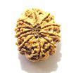 11 Mukhi Nepali Rudraksha
