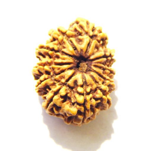 11 Mukhi Nepali Rudraksha