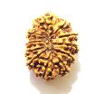 11 Mukhi Nepali Rudraksha