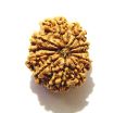 11 Mukhi Nepali Rudraksha