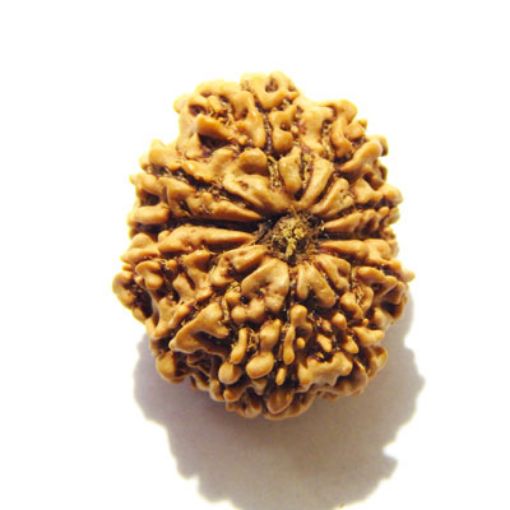11 Mukhi Nepali Rudraksha