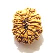 11 Mukhi Nepali Rudraksha