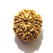 11 Mukhi Nepali Rudraksha
