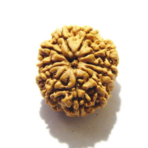 11 Mukhi Nepali Rudraksha