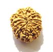 11 Mukhi Nepali Rudraksha