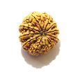 11 Mukhi Nepali Rudraksha