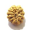 11 Mukhi Nepali Rudraksha
