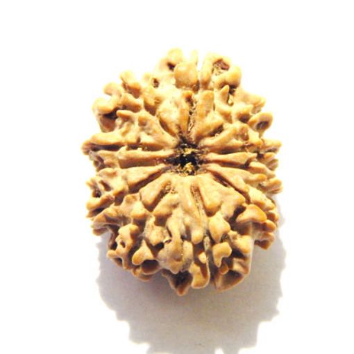 11 Mukhi Nepali Rudraksha