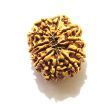 11 Mukhi Nepali Rudraksha