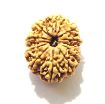 11 Mukhi Nepali Rudraksha