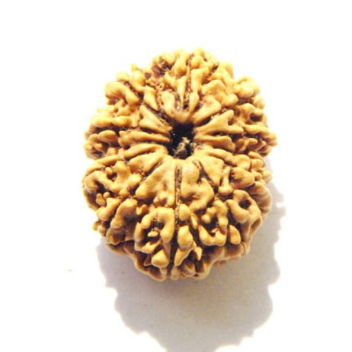 11 Mukhi Nepali Rudraksha