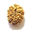 11 Mukhi Nepali Rudraksha