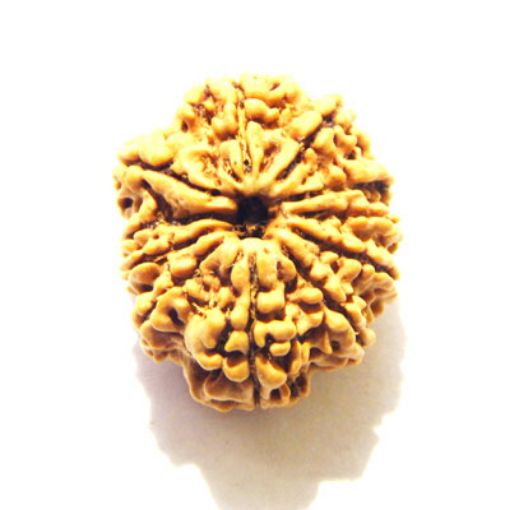 11 Mukhi Nepali Rudraksha