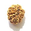 11 Mukhi Nepali Rudraksha