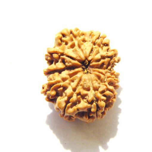 11 Mukhi Nepali Rudraksha