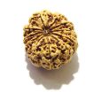 11 Mukhi Nepali Rudraksha