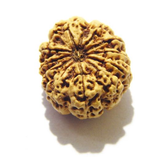 11 Mukhi Nepali Rudraksha
