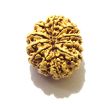 11 Mukhi Nepali Rudraksha