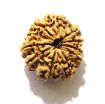 11 Mukhi Nepali Rudraksha