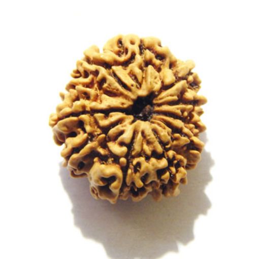 11 Mukhi Nepali Rudraksha