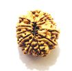11 Mukhi Nepali Rudraksha
