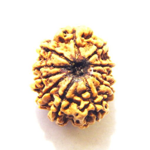 11 Mukhi Nepali Rudraksha