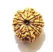 11 Mukhi Nepali Rudraksha