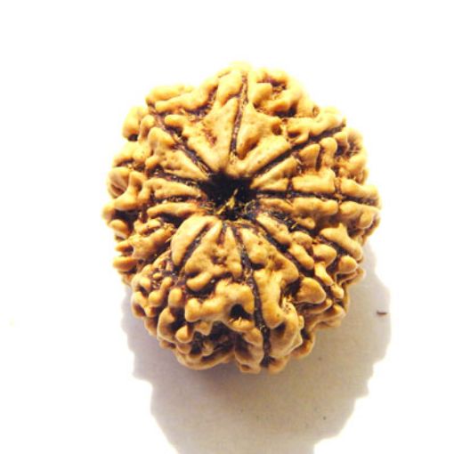 11 Mukhi Nepali Rudraksha