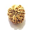 11 Mukhi Nepali Rudraksha
