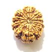 11 Mukhi Nepali Rudraksha