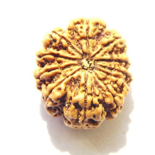 11 Mukhi Nepali Rudraksha
