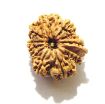 11 Mukhi Nepali Rudraksha