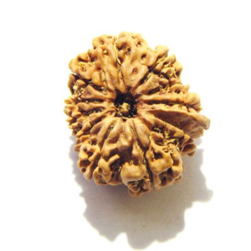11 Mukhi Nepali Rudraksha