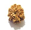 11 Mukhi Nepali Rudraksha