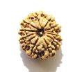 11 Mukhi Nepali Rudraksha
