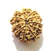 11 Mukhi Nepali Rudraksha
