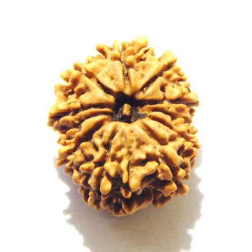 11 Mukhi Nepali Rudraksha
