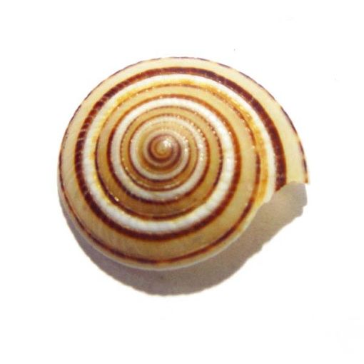 Vishnu Chakra