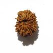 fourteen mukhi nepali rudraksha