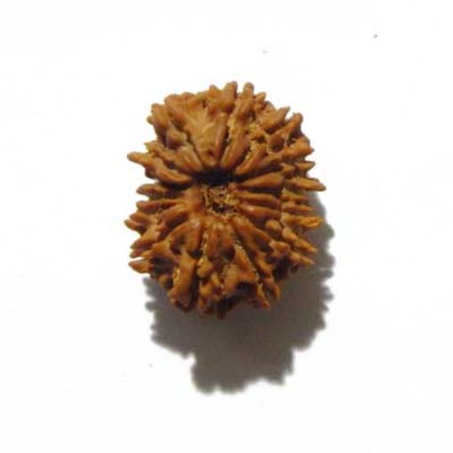 fourteen mukhi nepali rudraksha