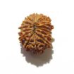 fourteen mukhi nepali rudraksha