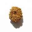 fourteen mukhi nepali rudraksha