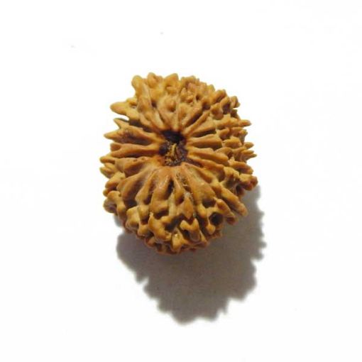 fourteen mukhi nepali rudraksha