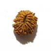 fourteen mukhi nepali rudraksha