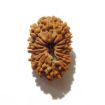 Fifteen Mukhi Rudraksha
