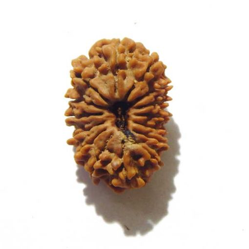 Fifteen Mukhi Rudraksha