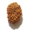 Fifteen Mukhi Rudraksha